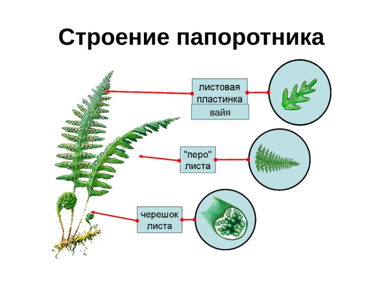 Цикл размножения папоротников