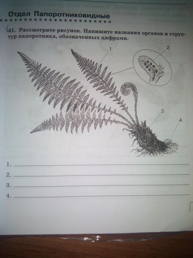 Внешний вид спороносящего папоротника