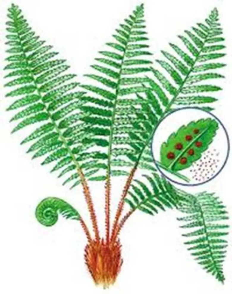 Папоротниковидные высшие споровые растения