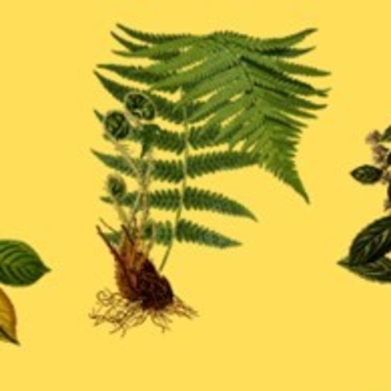 Корень папоротника Щитовник