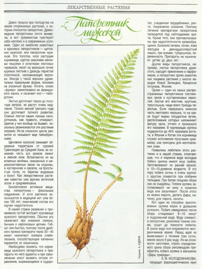 Страусник обыкновенный рисунок