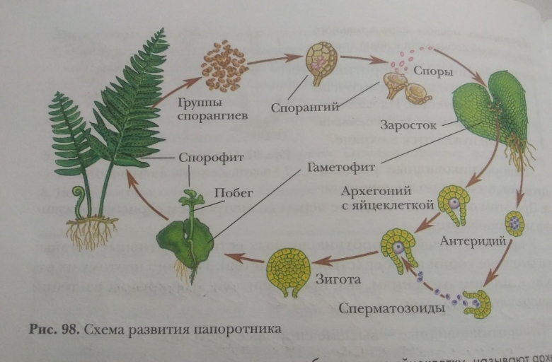 Заросток папоротника строение