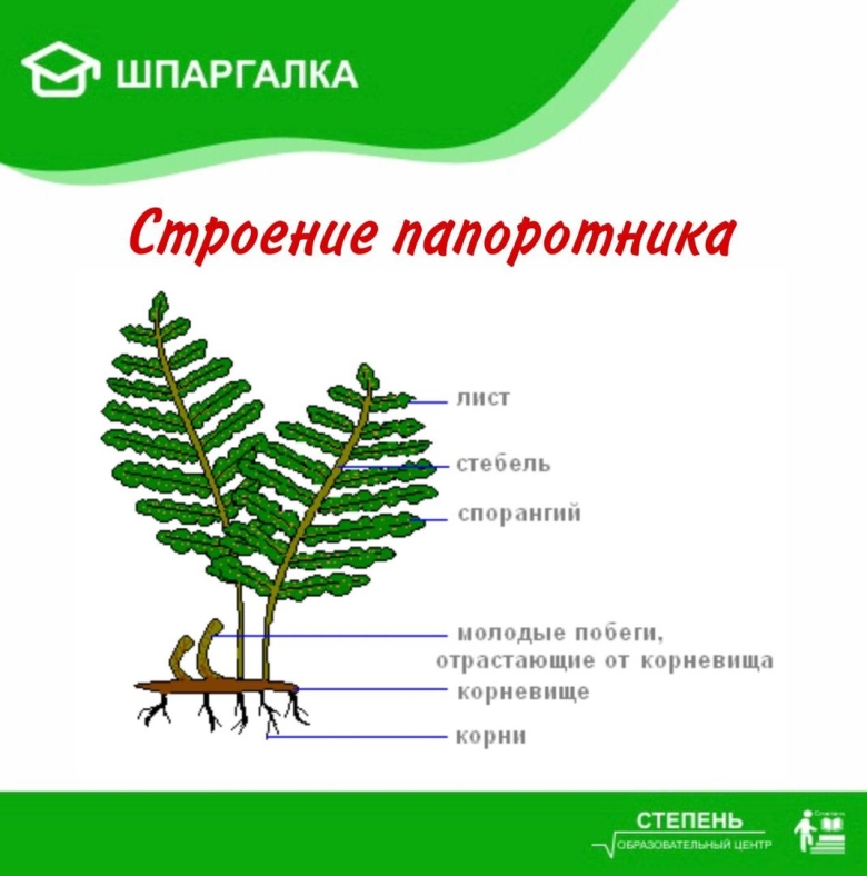 Внешнее строение спороносящего папоротника
