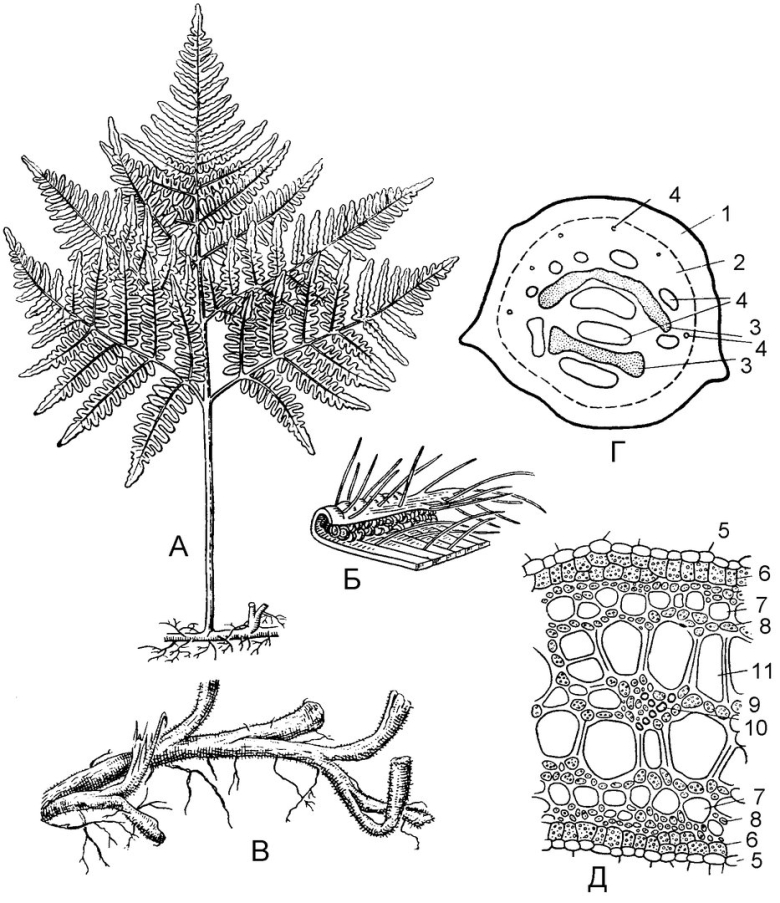 Строение папоротника спорангии