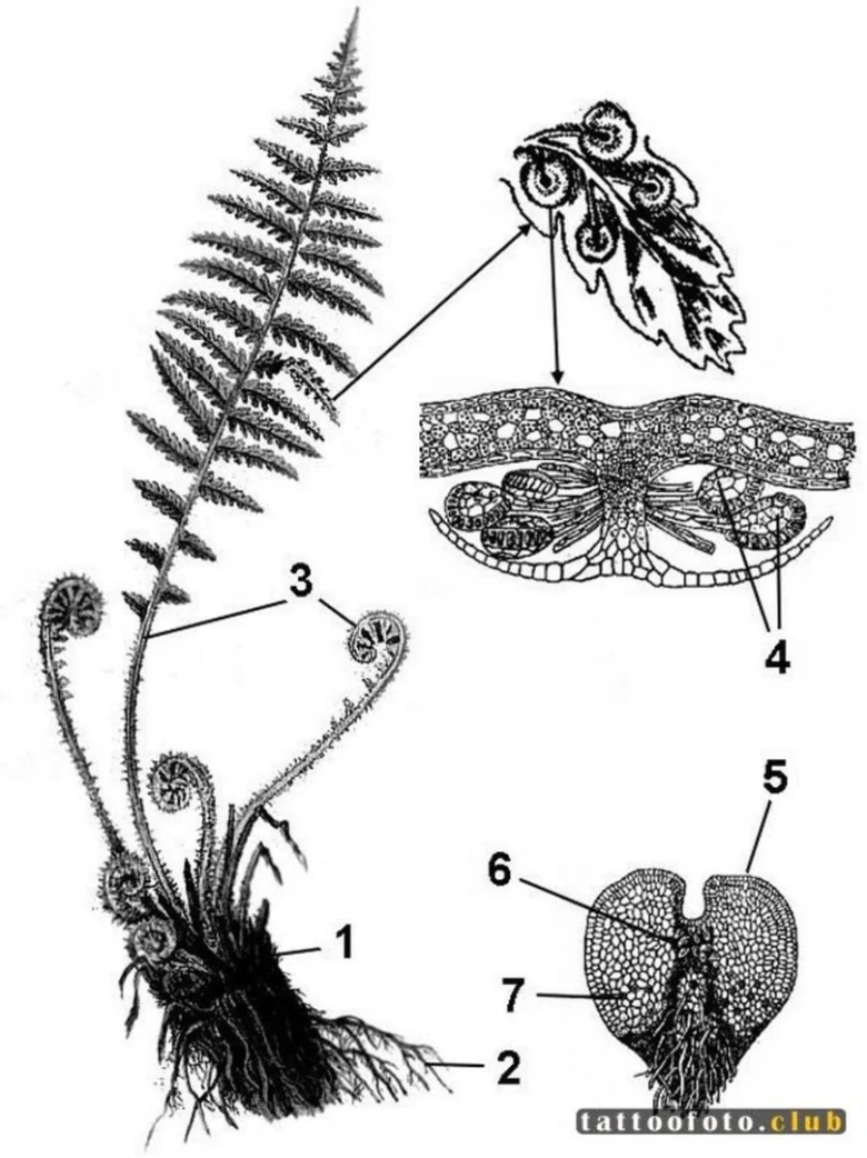 Строение спорофита папоротника