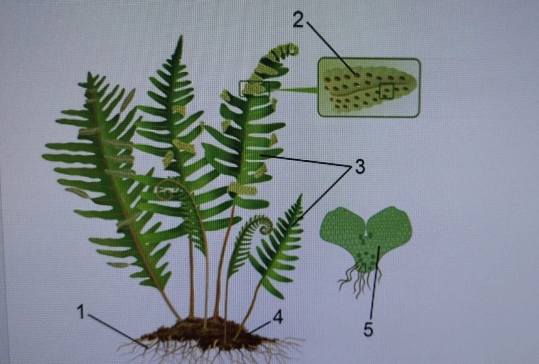 Заросток разноспоровых папоротников