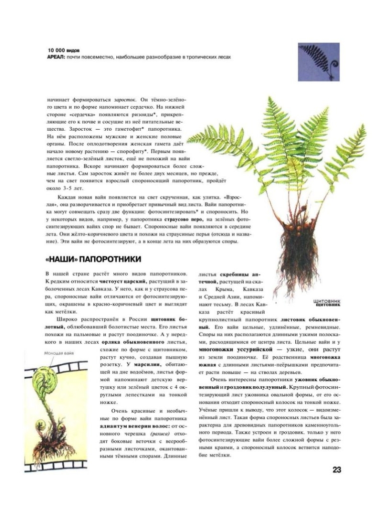 Самая полная энциклопедия растений