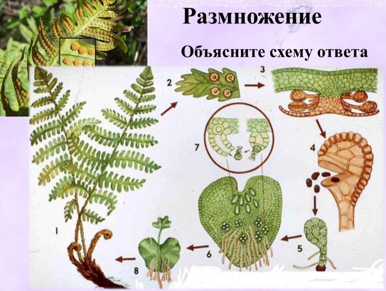 Схема размножения папоротников класс биология