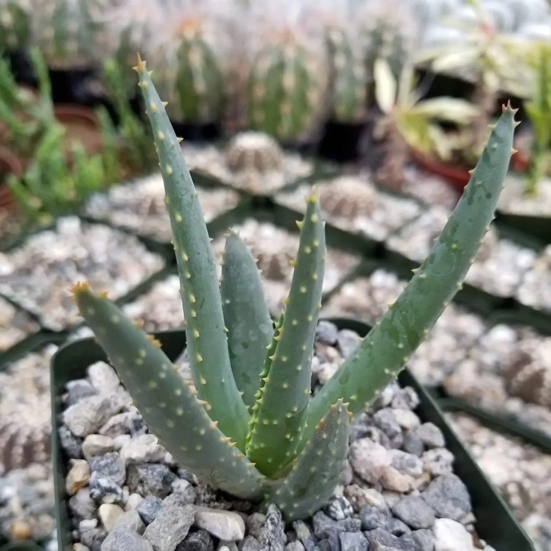 Aloe hereroensis