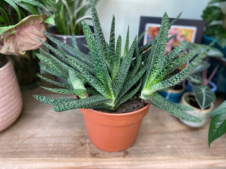 Гастерия бородавчатая Gasteria verrucosa
