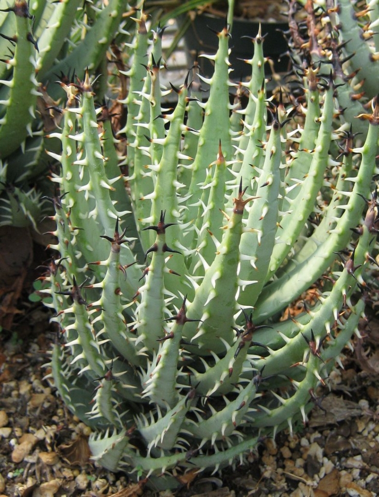Aloe melanacantha