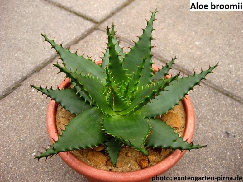 Aloe broomii