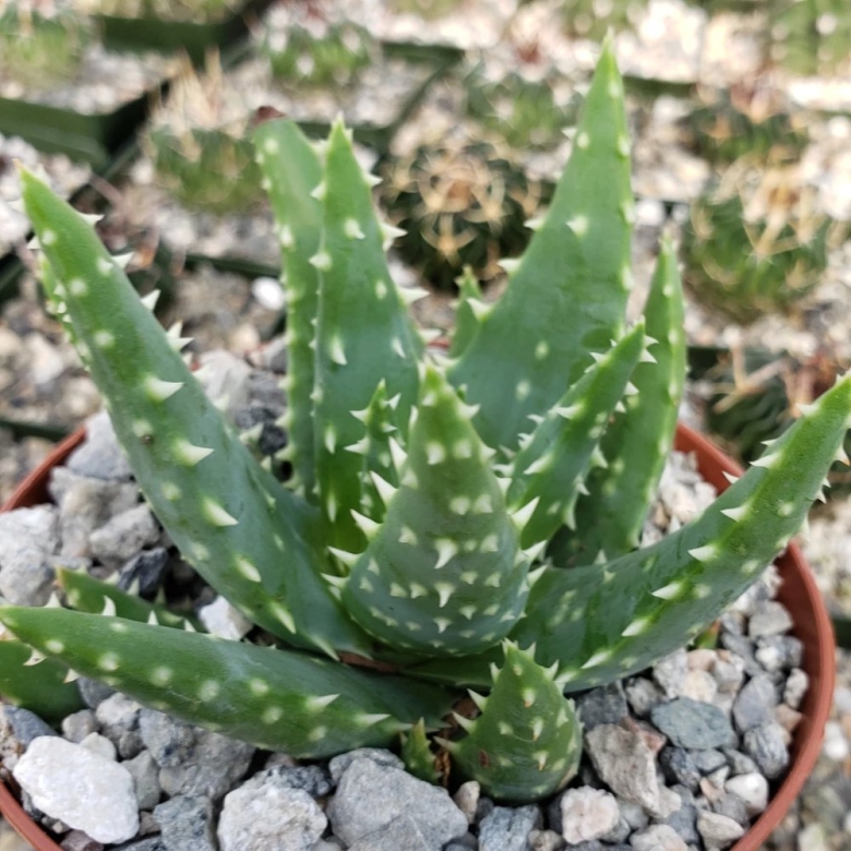 Aloe karasbergensis