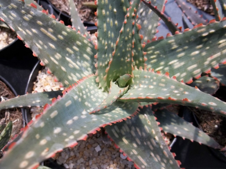 Aloe greatheadii