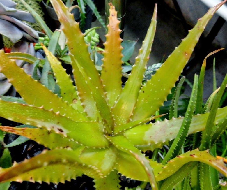 Aloe dorotheae