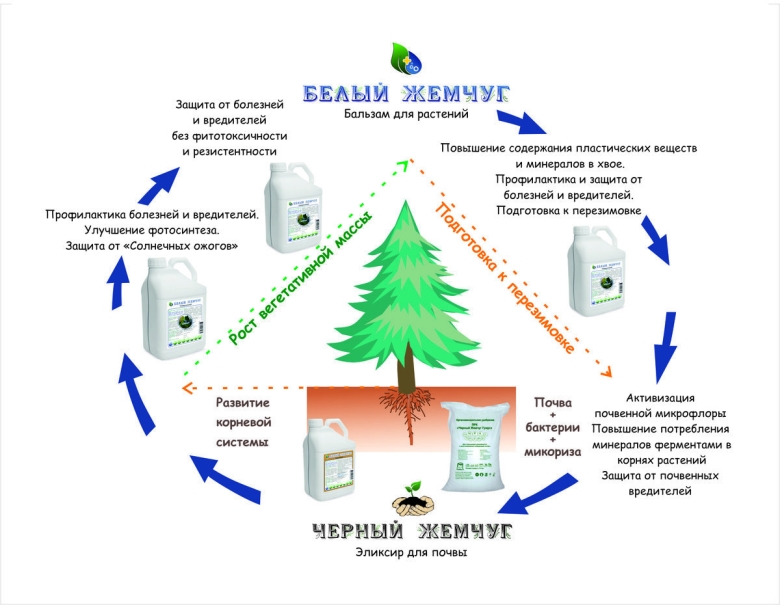Диаграмма хвойных растений