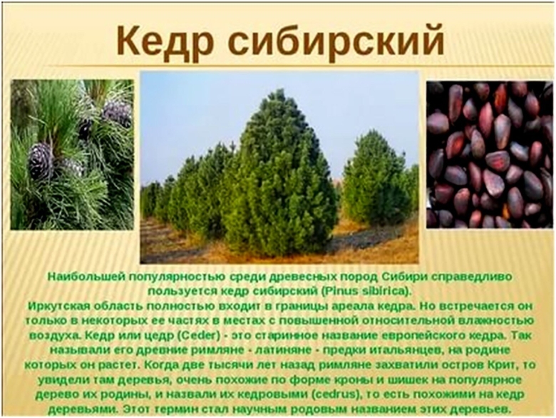 Кедр Сибирский описание