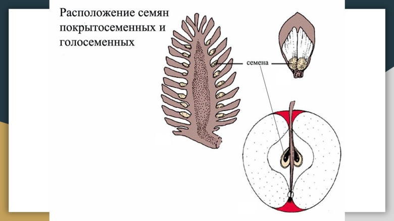 Расположение семян у покрытосеменных растений