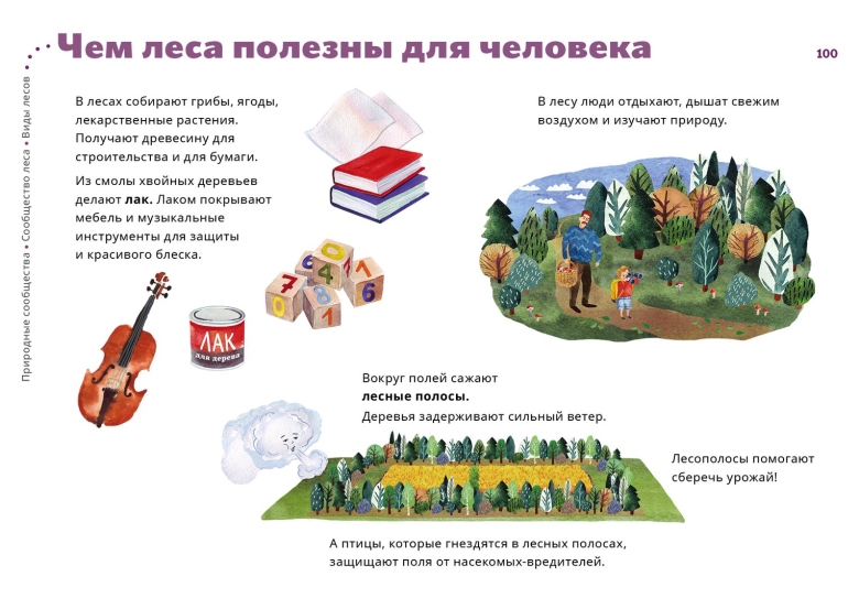 Чем полезен лес для человека