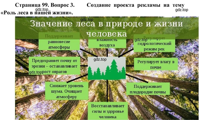 Роль леса в природе и жизни людей