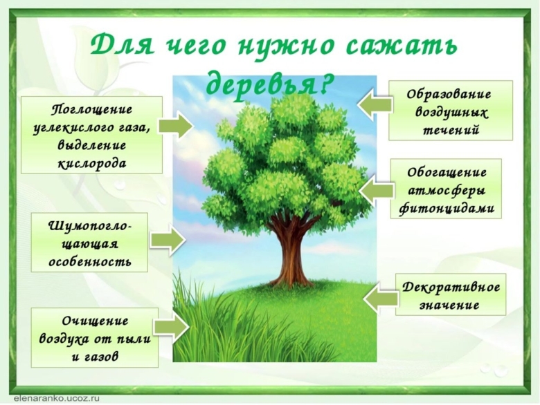 Деревья выделяют кислород