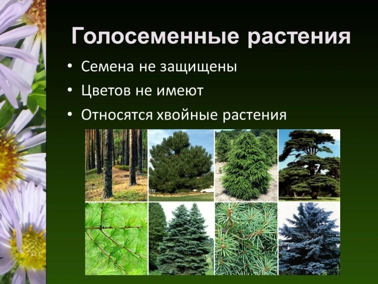 Основные признаки голосеменных растений класс биология