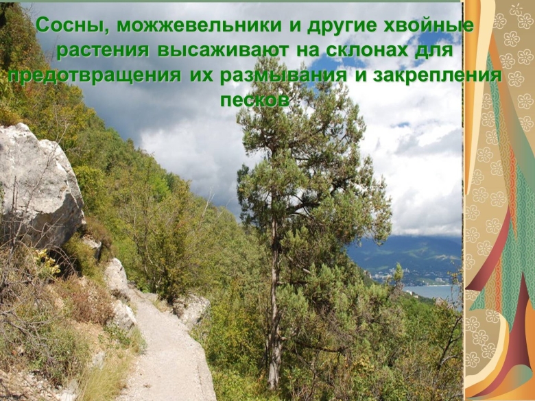 Значение голосеменных в природе и жизни человека