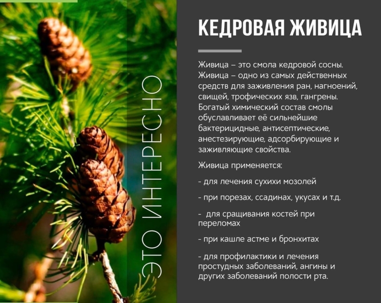 Смола сосны Живица