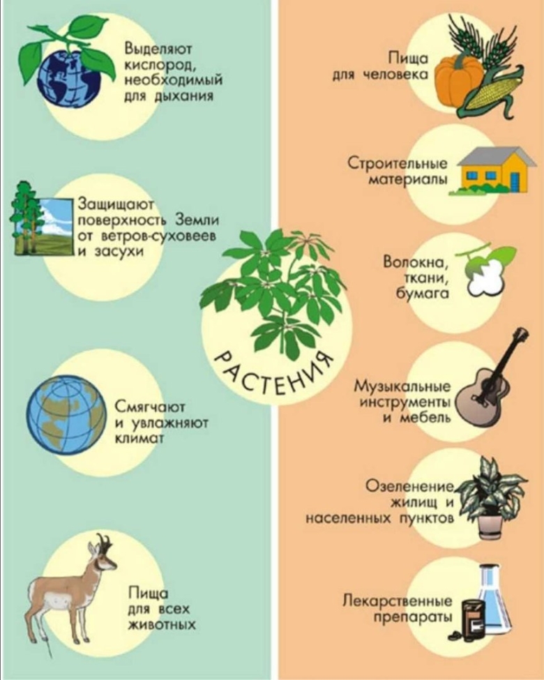 Роль растений в жизни человека
