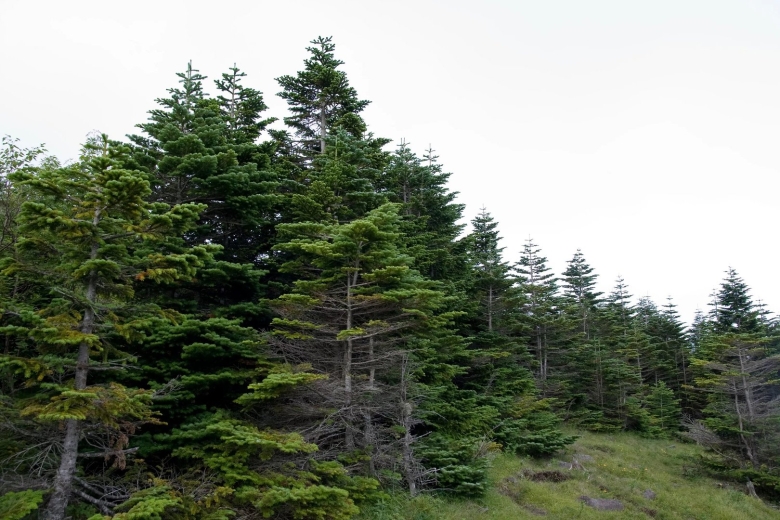 Abies nordmanniana