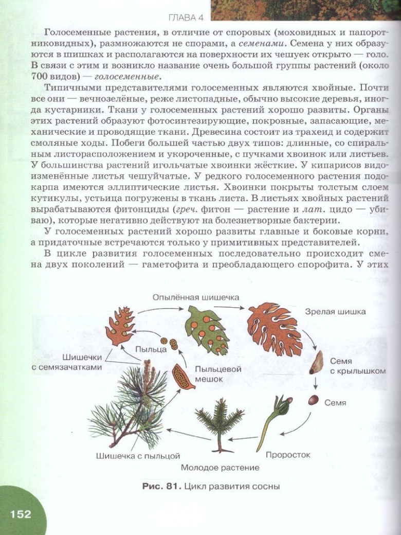 Семя у голосеменных растений формируется из