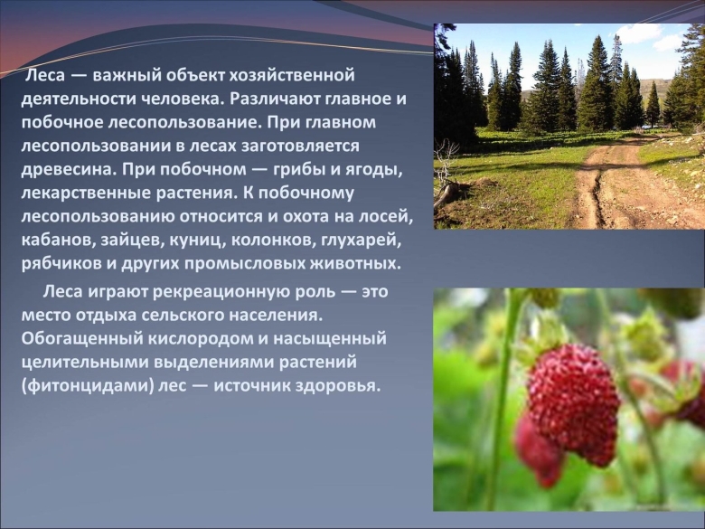 Презентация на тему лес