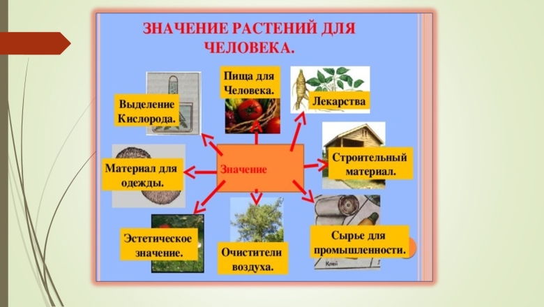 Значение растений для человека