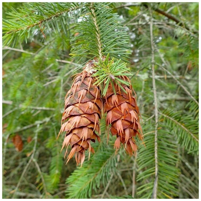 Псевдотсуга Мензиса дугласия