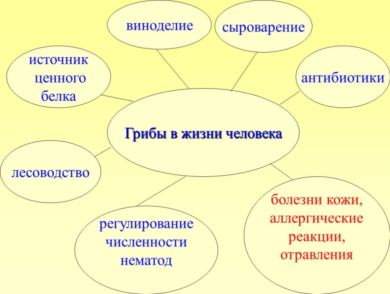 Значение грибов в жизни человека схема