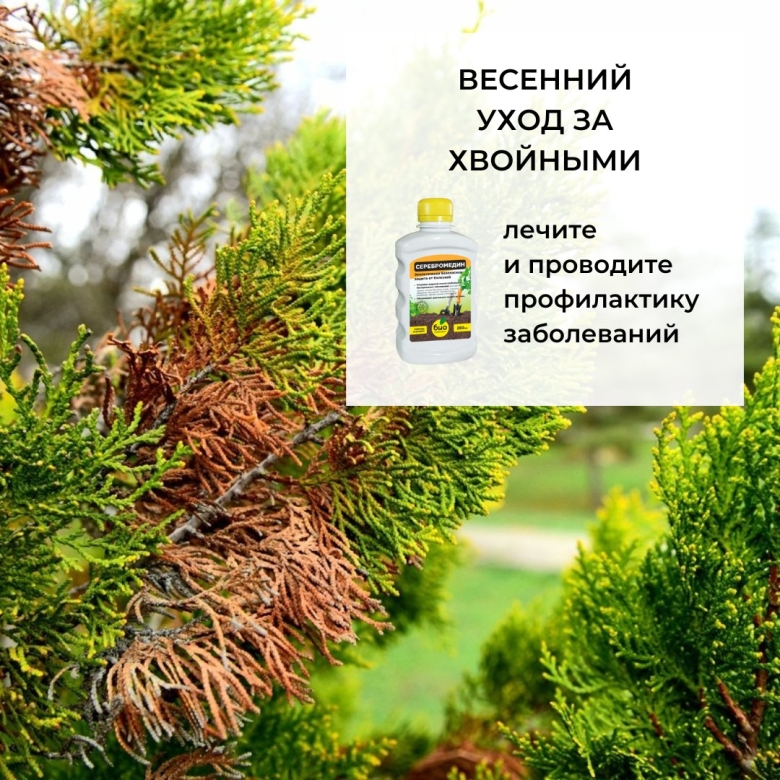 Коктейль для хвойных весной