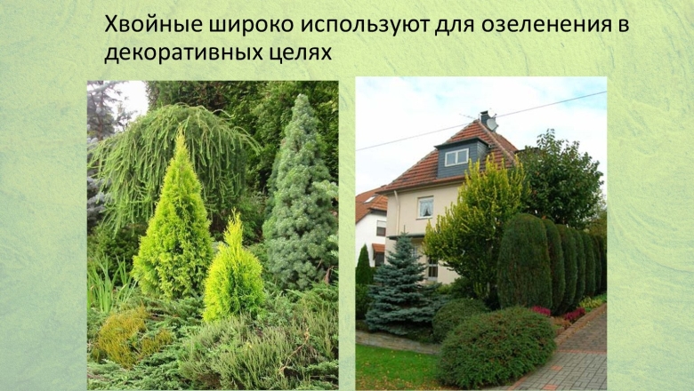 Хвойные Голосеменные растения