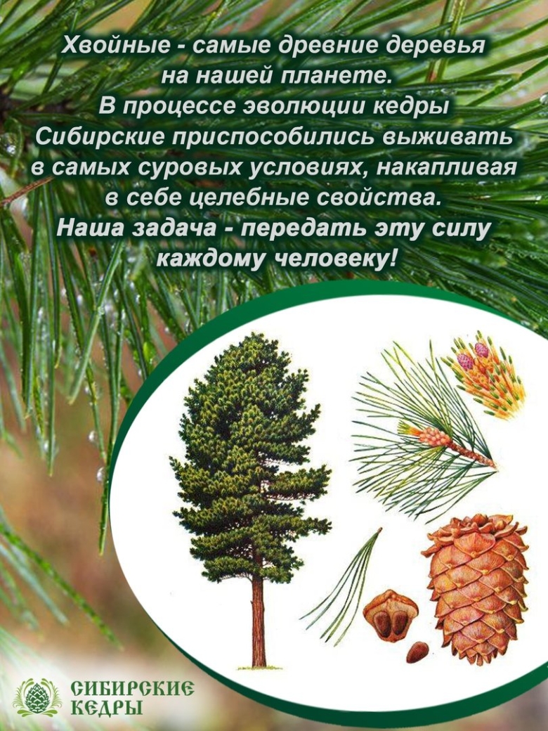 Сибирские кедры хвойный Вечерний бальзам