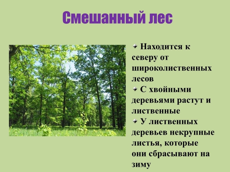 Леса России презентация