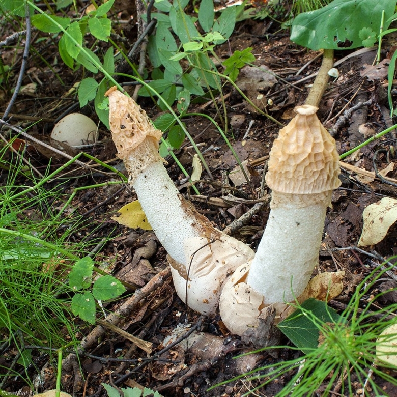 Phallus impudicus Веселка обыкновенная