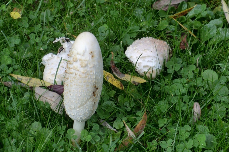 Грибы похожие на шампиньоны