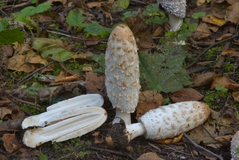 Гриб навозник белый