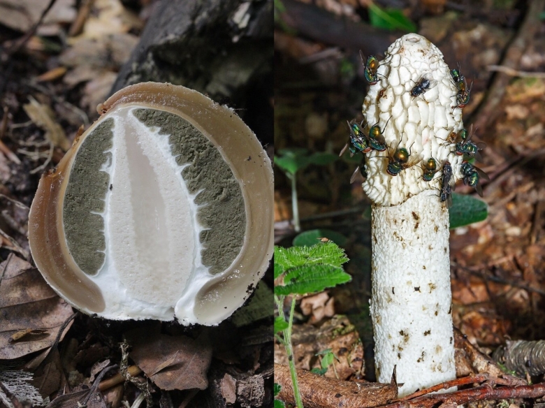 Весёлка обыкновенная