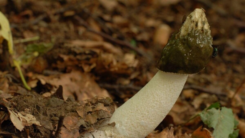 Гриб веселка обыкновенная