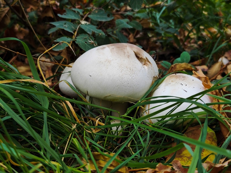 Шампиньон луговой