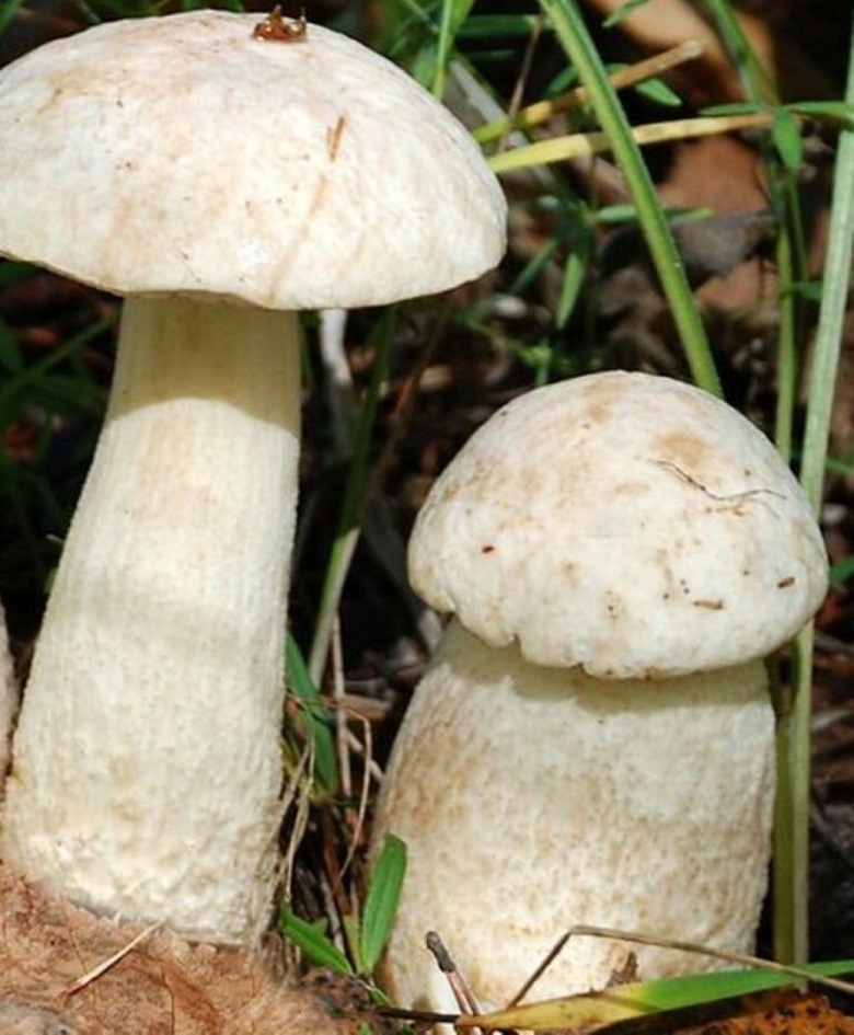 Белый красноголовик