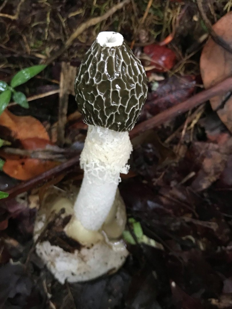 Весёлка Адриана phallus Hadriani