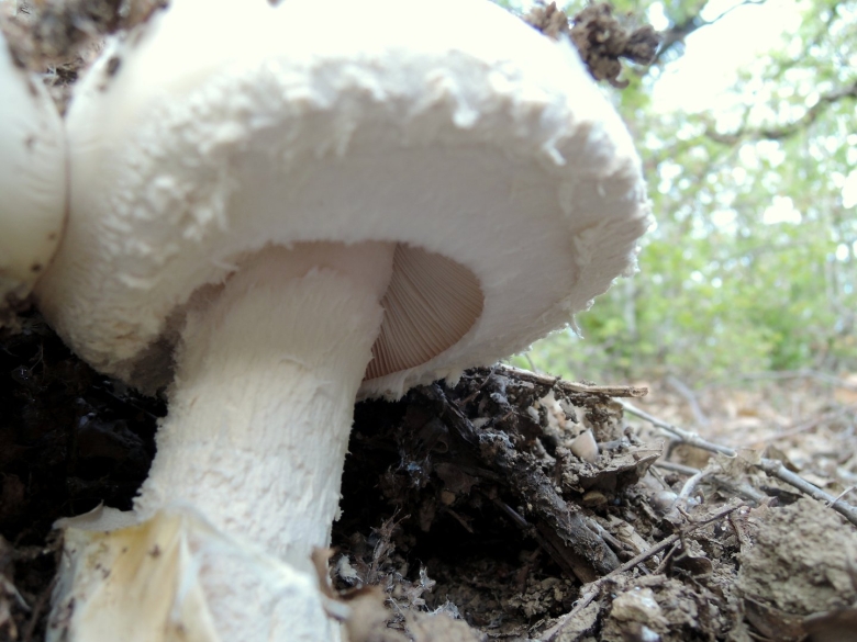 Горный белый Крымский Крымский гриб