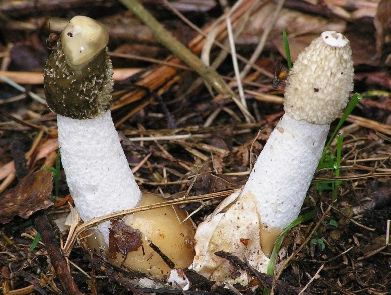 Phallus impudicus Веселка обыкновенная