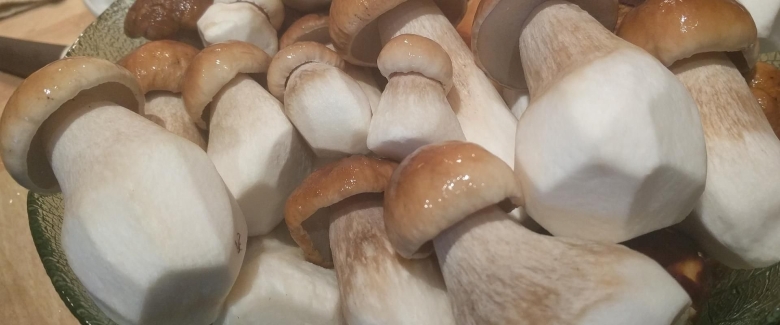 Белые грибы искусственно выращенные